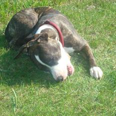 Amerikansk staffordshire terrier Nala