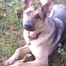 Schæferhund King " har fået fred" 