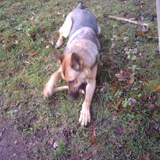 Schæferhund King " har fået fred" 