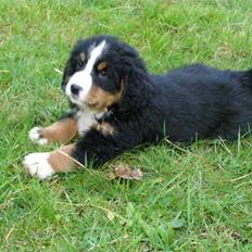 Berner sennenhund Zenta