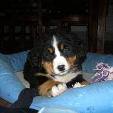 Berner sennenhund Zenta