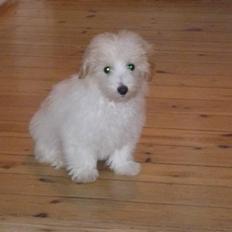 Coton de tulear Bertram