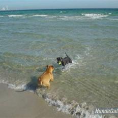 Amerikansk staffordshire terrier Zindy