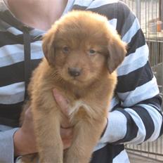 Nova scotia duck tolling retriever Diva