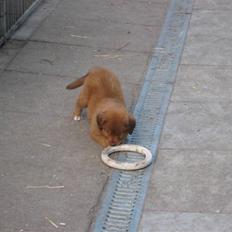 Nova scotia duck tolling retriever Diva