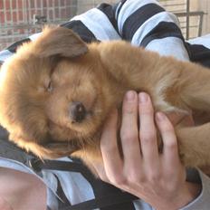 Nova scotia duck tolling retriever Diva