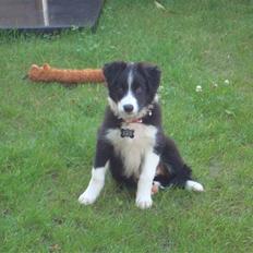 Border collie Candy