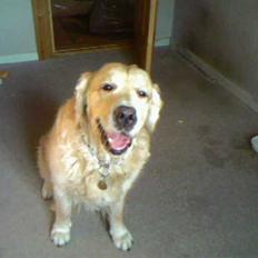 Golden retriever Zorba