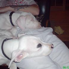 Dogo argentino Naobi