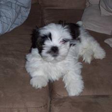 Lhasa apso Fiona R.i.P Fiona 28/09-2018