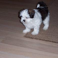 Lhasa apso Fiona R.i.P Fiona 28/09-2018