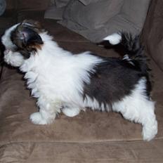 Lhasa apso Fiona R.i.P Fiona 28/09-2018