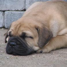 Bullmastiff Brak's nero