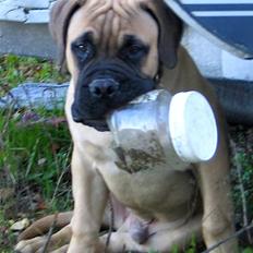 Bullmastiff Brak's nero