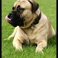 Bullmastiff Brak's nero