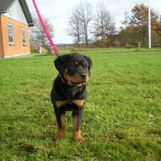 Rottweiler Brown Emma´s Yaska