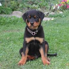 Rottweiler Dikadiabols Obi kenobi 