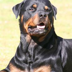 Rottweiler Dikadiabols Obi kenobi 