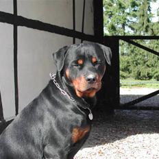 Rottweiler Dikadiabols Obi kenobi 