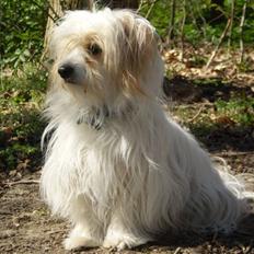 Coton de tulear Charlie