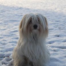 Coton de tulear Charlie