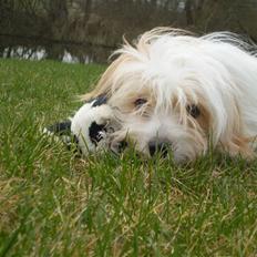 Coton de tulear Charlie