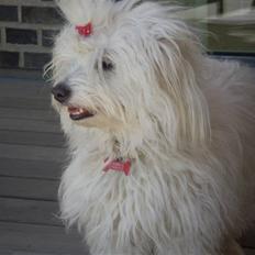 Coton de tulear Silke
