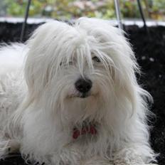 Coton de tulear Silke
