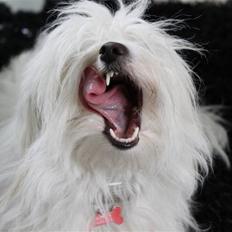 Coton de tulear Silke