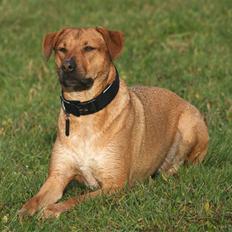 Blanding af racer Money *højt elsket himmelhund*