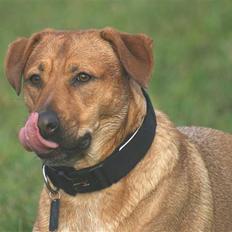 Blanding af racer Money *højt elsket himmelhund*