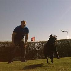 Labrador retriever Molly*R.I.P.*