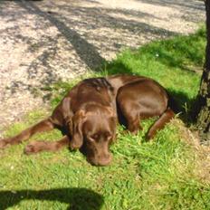 Blanding af racer Choco