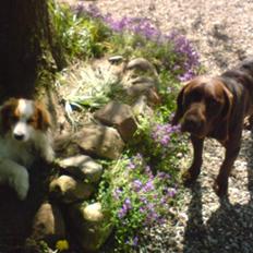 Blanding af racer Choco