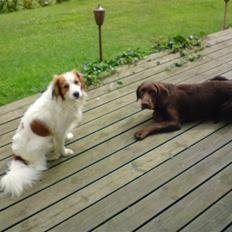 Blanding af racer Choco