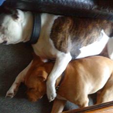 Amerikansk bulldog Zako aKa Underbid