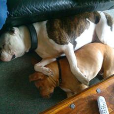 Amerikansk bulldog Zako aKa Underbid