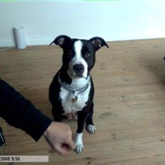 Amerikansk staffordshire terrier chili