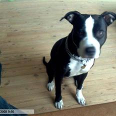 Amerikansk staffordshire terrier chili