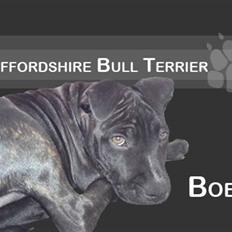 Staffordshire bull terrier Bobo
