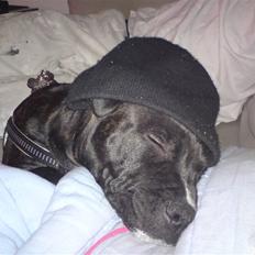 Staffordshire bull terrier Bobo