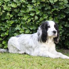 Blanding af racer Lady