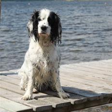 Blanding af racer Lady