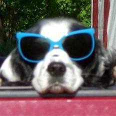 Blanding af racer Lady