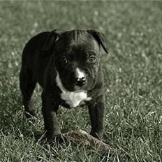 Staffordshire bull terrier Tjalfe