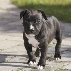 Staffordshire bull terrier Tjalfe