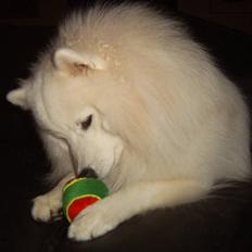 Japansk spids Sami *Tamilan Voodoo Man