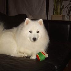 Japansk spids Sami *Tamilan Voodoo Man