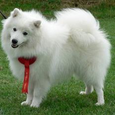 Japansk spids Sami *Tamilan Voodoo Man