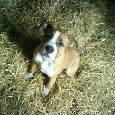 Blanding af racer Nemo